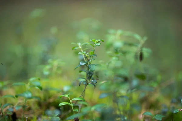 Groen gras voor uw ontwerp — Stockfoto