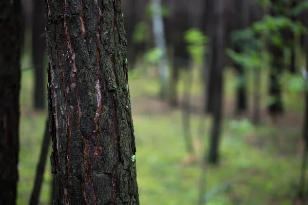 Träden i skogen — Stockfoto