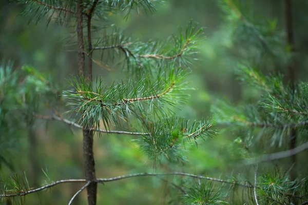 Gli alberi nella foresta — Foto Stock