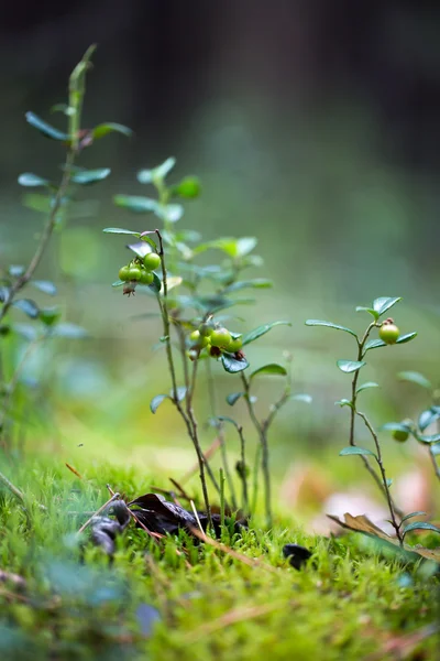 Plantas verdes para su diseño —  Fotos de Stock