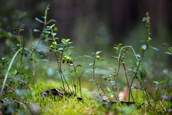 あなたの設計のための緑の植物 — ストック写真