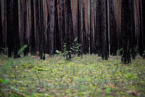 Τα δέντρα στο δάσος — Φωτογραφία Αρχείου