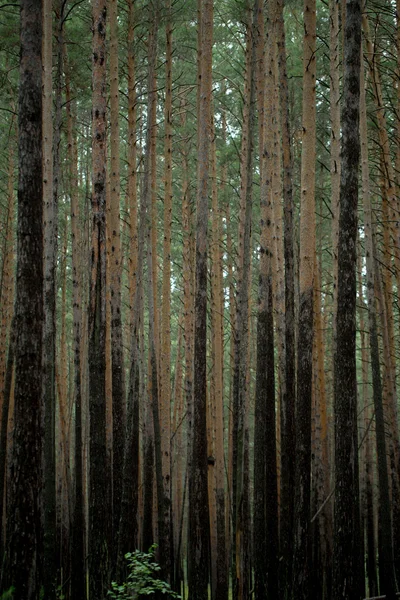As árvores na floresta — Fotografia de Stock