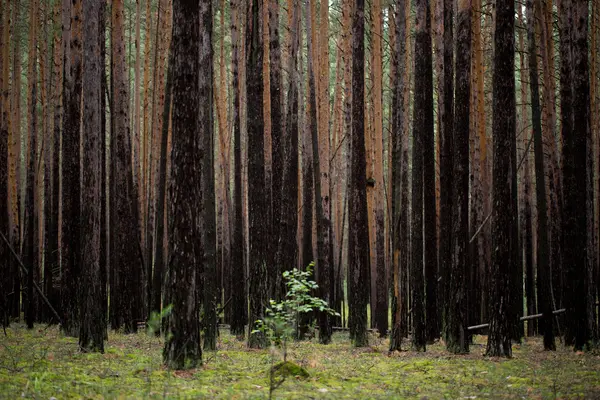 As árvores na floresta — Fotografia de Stock