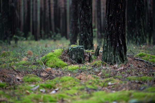 Stromy v lese, — Stock fotografie