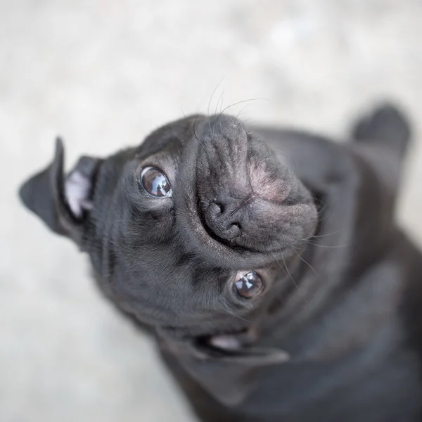 Маленький чёрный щенок — стоковое фото