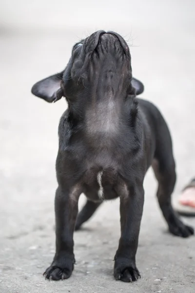 작은 블랙 퍼 그 강아지 — 스톡 사진