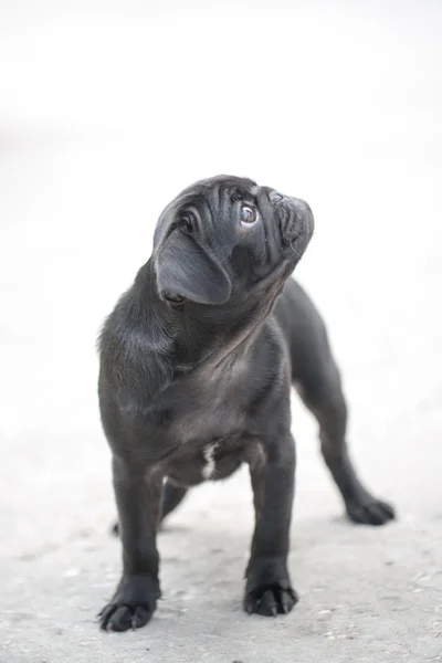 Pequeno cachorro pug preto — Fotografia de Stock