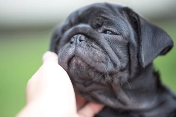 Pequeno cachorro pug preto — Fotografia de Stock