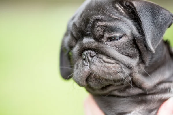 Pequeno cachorro pug preto — Fotografia de Stock