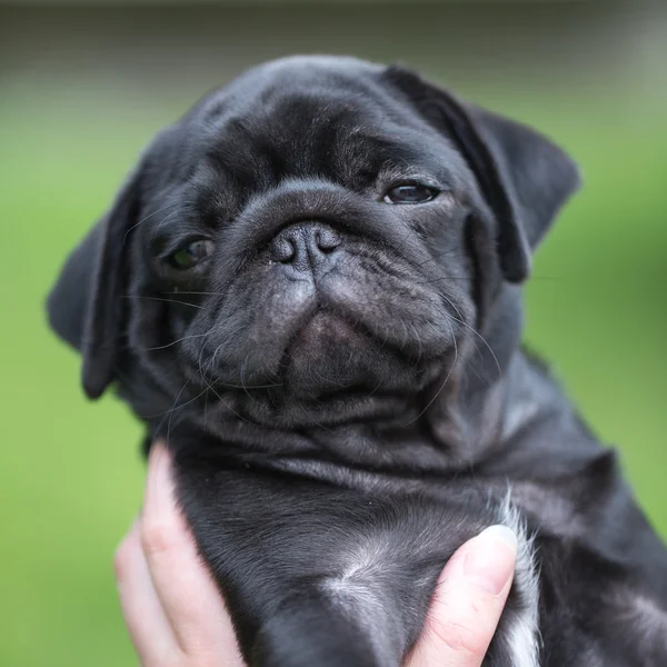 Kleiner schwarzer Mops Welpe — Stockfoto