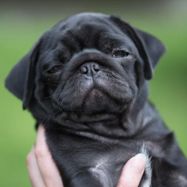 Pequeno cachorro pug preto — Fotografia de Stock