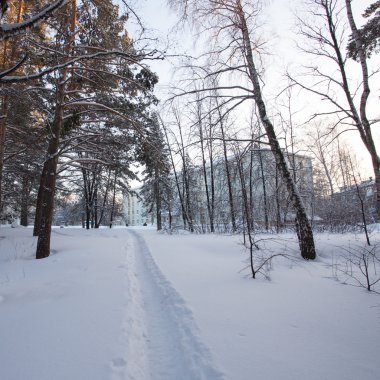 Güzel Kış Ormanı