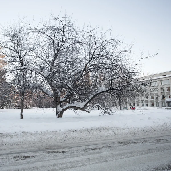 Bella foresta invernale — Foto Stock