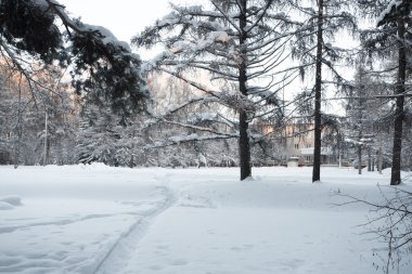 Güzel Kış Ormanı
