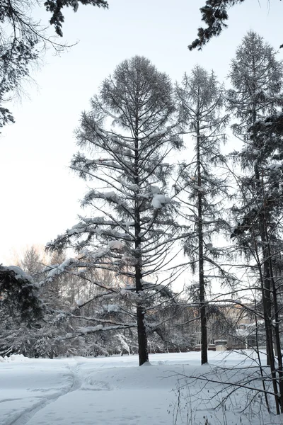 Beautiful winter forest — Stock Photo, Image