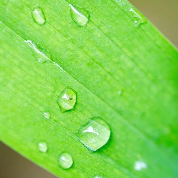 Goccia di rugiada sulla foglia verde — Foto Stock