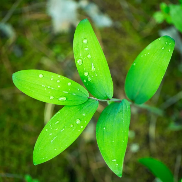 Dew Drop a zöld levélen — Stock Fotó