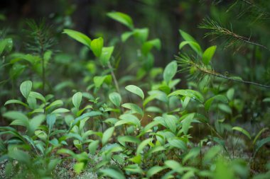 Tasarımınız için yeşil bitkiler