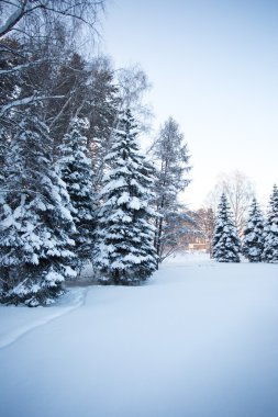 Güzel Kış Ormanı