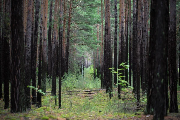 As árvores na floresta — Fotografia de Stock