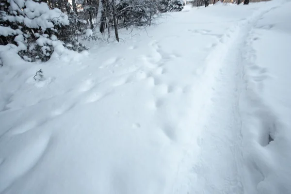 Beautiful winter forest — Stock Photo, Image