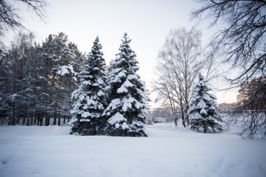Güzel Kış Ormanı