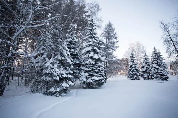 Schöner Winterwald — Stockfoto