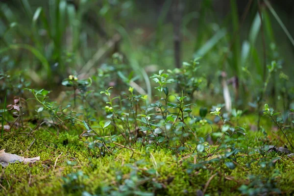 Gröna växter för din design — Stockfoto