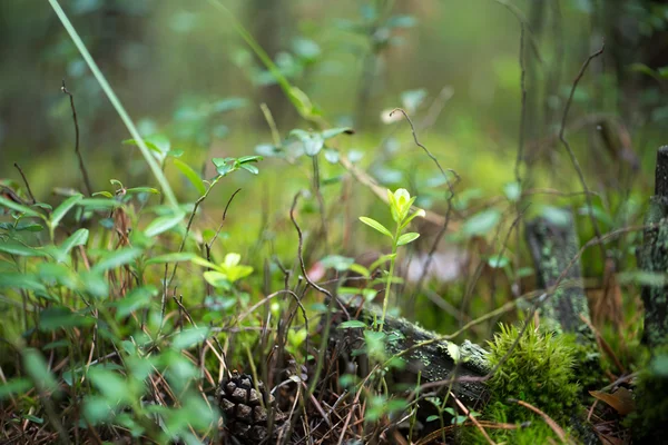 あなたの設計のための緑の植物 — ストック写真