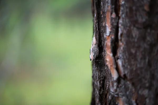 두꺼운 나무 줄기 — 스톡 사진