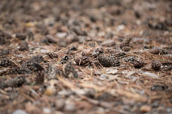 Pine cones of trees on earth — Stock Photo, Image