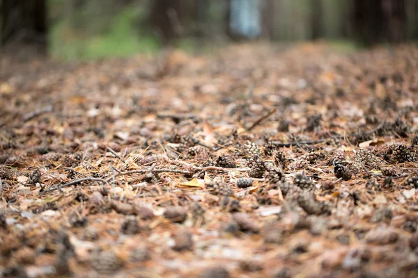 Coni di pino di alberi su terra — Foto Stock