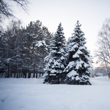 Güzel Kış Ormanı