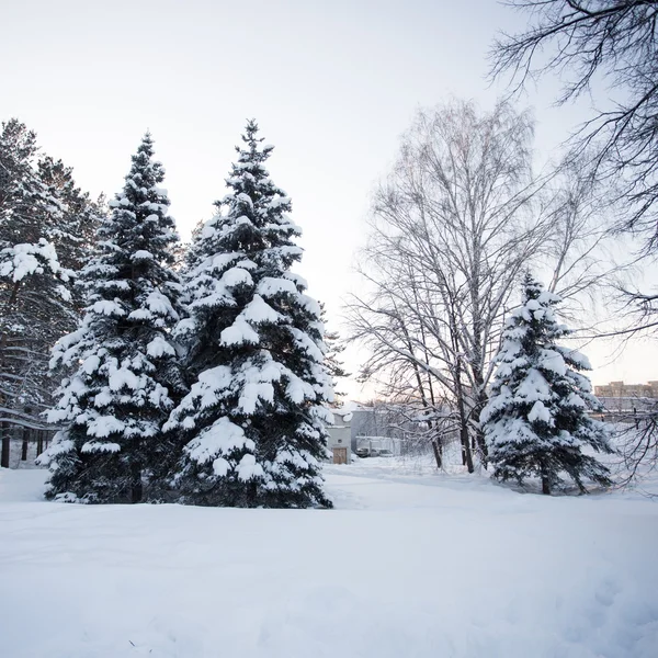 Hermoso bosque de invierno — Foto de Stock