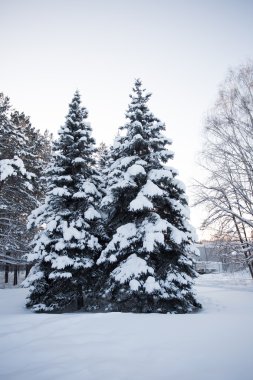 Güzel Kış Ormanı