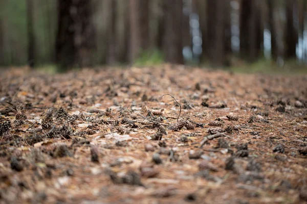 Coni di pino di alberi su terra — Foto Stock