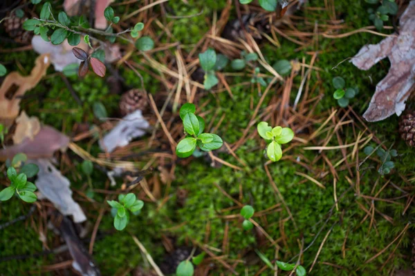 Plantas verdes para su diseño —  Fotos de Stock