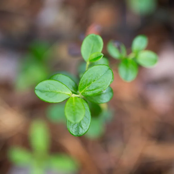 Groene planten voor uw ontwerp — Stockfoto