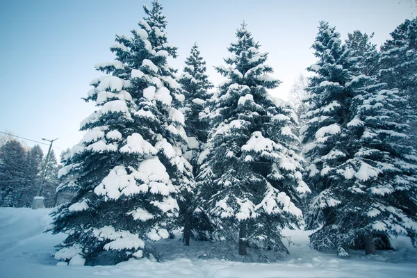 Beautiful winter forest — Stock Photo, Image