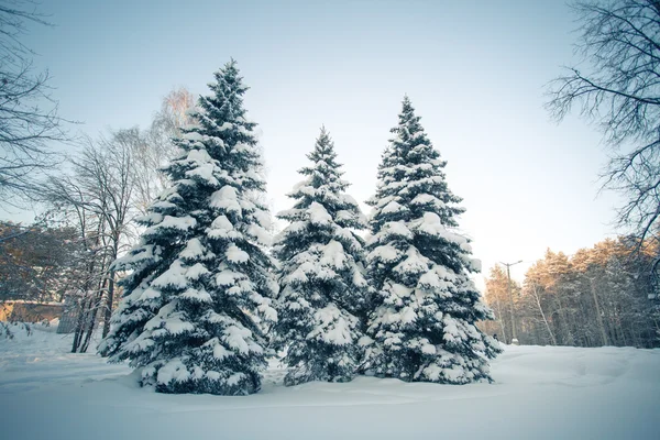 Beautiful winter forest — Stock Photo, Image