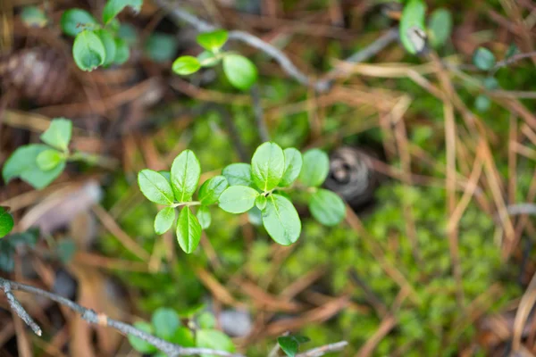 Green plants for your design — Stock Photo, Image