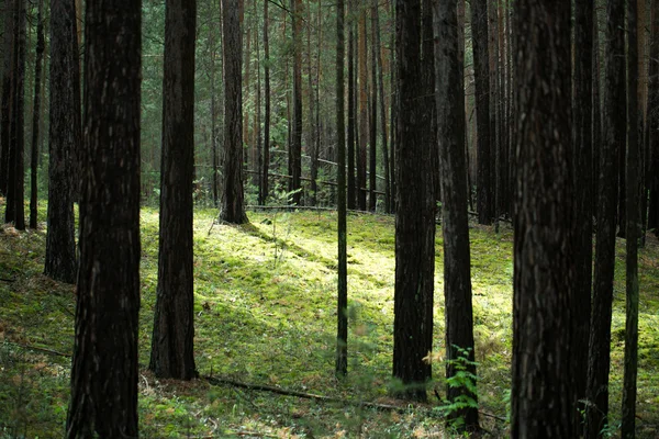 Gli alberi nella foresta — Foto Stock