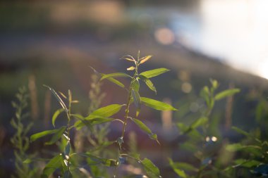 Tasarımınız için yeşil bitkiler