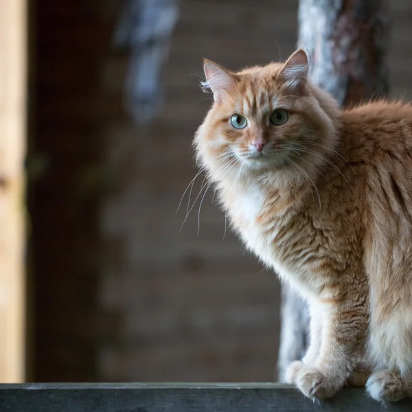 아름 다운 빨간 고양이 — 스톡 사진
