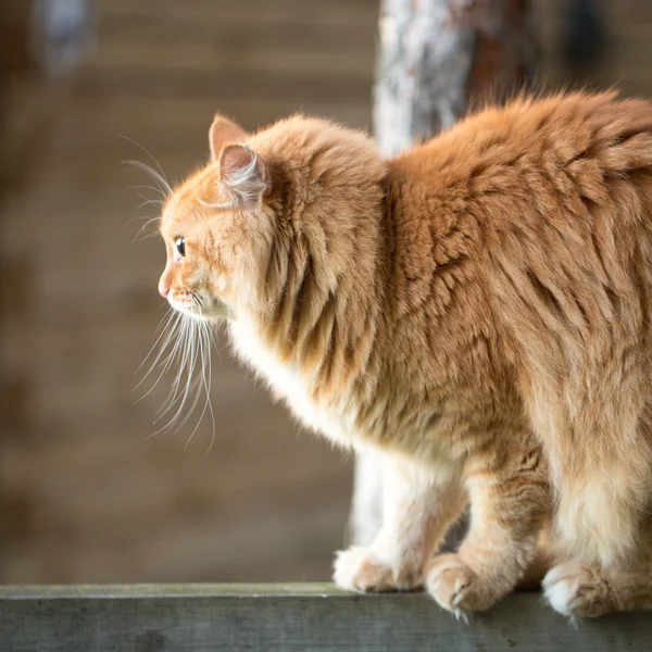 美しい赤い猫 — ストック写真