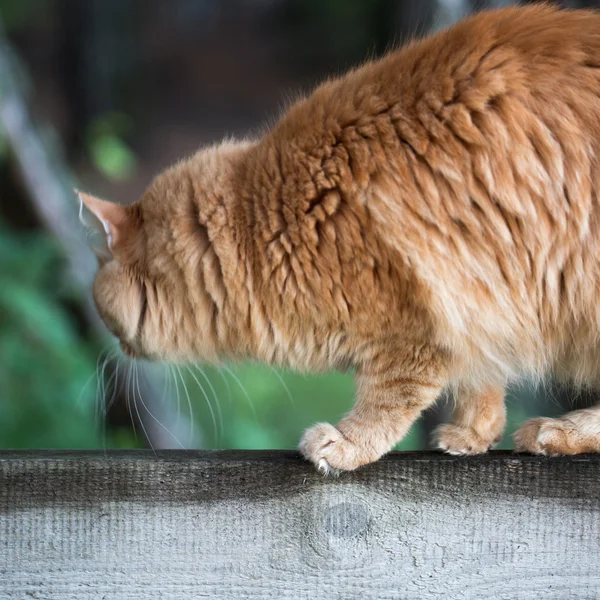 아름 다운 빨간 고양이 — 스톡 사진