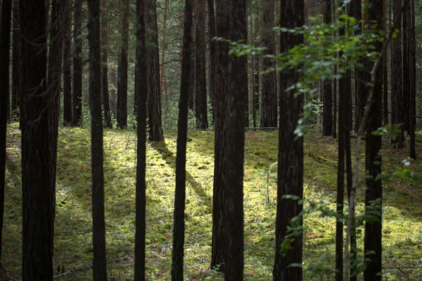 森の木々は — ストック写真