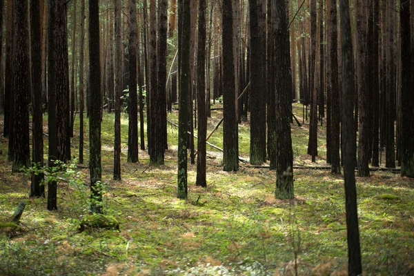 De bomen in het bos — Stockfoto