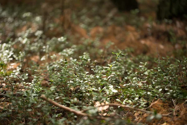 Groene planten voor uw ontwerp — Stockfoto